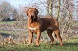 DOGUE DE BORDEAUX 112